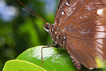 Obraz premium Butterfly closeup on green leaf. Insect macro photography.