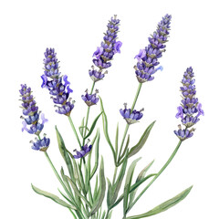 Naklejka premium A beautifully arranged lavender bouquet with a purple ribbon, isolated on white. Ideal for floral and natural themes.