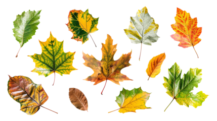 Set of isolated dry Autumn leaves on a transparent background. Volume 1: Orange, yellow and green color tone.