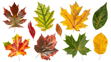Fototapeta premium Set of isolated dry Autumn leaves on a transparent background. Volume 6: Red, yellow, and green color tone.