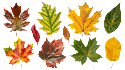 Set of isolated dry Autumn leaves on a transparent background. Volume 6: Red, yellow, and green color tone.