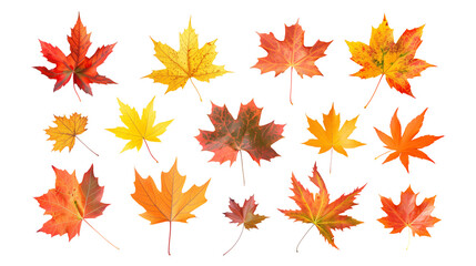 Fototapeta premium Set of isolated dry Autumn leaves on a transparent background. Volume 7: Orange, yellow, and red color tone.