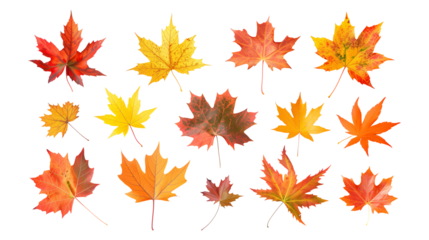 Set of isolated dry Autumn leaves on a transparent background. Volume 7: Orange, yellow, and red color tone.