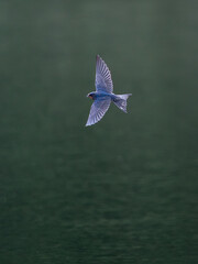 Swallow