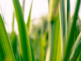 Green sprout on a natural background, illuminated by sunlight. Symbol of growth, life and ecological harmony
