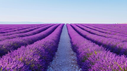 Endless Rows of Blooming Lavender Field