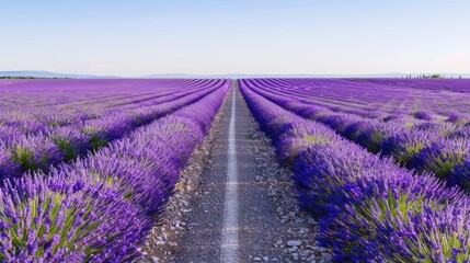 Obraz premium Endless Rows of Blooming Lavender in Summer