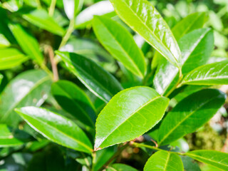 The lush greenery of the leaves against the backdrop of sunlight creates an atmosphere of freshness and natural beauty, filling the image with life