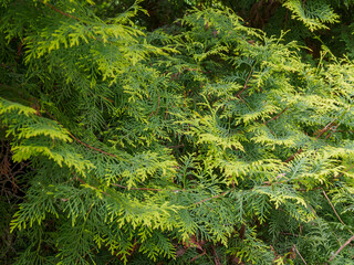 Close-up of young coniferous cones covered with bright greenery under the sun's rays, reflecting the freshness of nature and its new beginnings