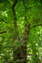 Green fresh chestnuts on the tree.
