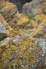 Lichen covered rocks on Asparagus Island Kynance Cove Cornwall