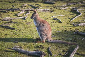 kangaroo in the zoo
