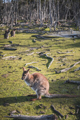 kangaroo in the park