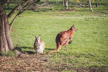 kangaroo in the wild