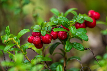 forest ripe cranberries