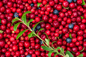 harvest of wild berries