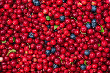 harvest of wild berries