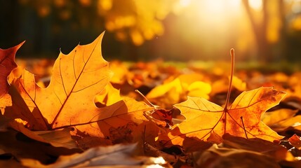 "Autumn Leaves Sunlit, Blurred Background with Text Space for Seasonal Design