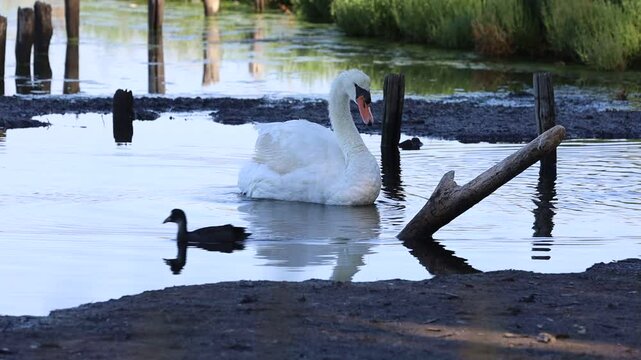 swans on the lake