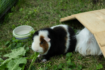 Meerschweinchen tier natur herde