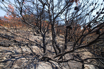 Burnt forest by the sea. Coastal wildfire. August 2024 Murter, Croatia