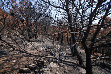 Burnt forest by the sea. Coastal wildfire. August 2024 Murter, Croatia