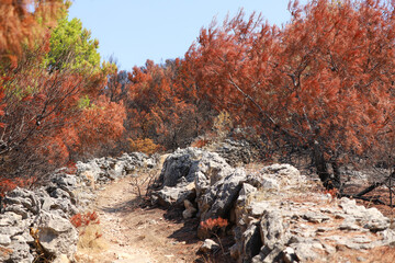 Burnt forest by the sea. Coastal wildfire. August 2024 Murter, Croatia