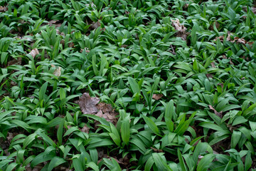 Czosnek niedźwiedzi. Łan czosnku niedźwiedziego wiosną w lesie.