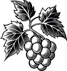 Bunch of Hand drawn grape vine drawing illustration. Vintage hand drawn grape branches illustration design. © Sayed GraphicsBD