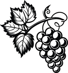 Bunch of Hand drawn grape vine drawing illustration. Vintage hand drawn grape branches illustration design.