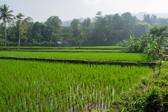 Java Indonesien