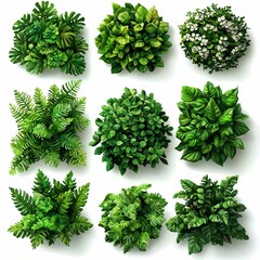 Naklejka premium Collection of Various Green Foliage and Flowers from Above