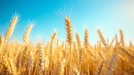 Fototapeta premium Golden wheat field swaying gently in the breeze under a clear blue sky, Main keyword wheat, Concept rural serenity