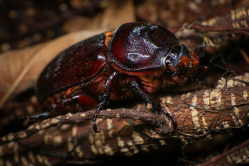 rhinoceros beetle on the tree in the forest. macro