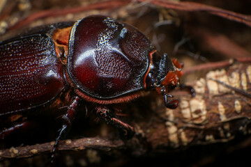 rhinoceros beetle on the tree in the forest. macro