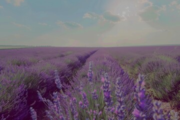 Obraz premium Endless fields of lavender under soft evening light, with a dreamy, serene atmosphere permeating the vast purple landscape.
