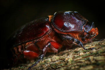 rhinoceros beetle on the tree in the forest. macro