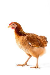 Fototapeta premium A close-up of a brown chicken with a reddish-brown comb and wattles, standing against a white background. The chicken has a plump body and detailed feathers, showcasing its natural beauty.