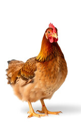 Fototapeta premium A close-up of a brown chicken with a reddish-brown comb and wattles, standing against a white background. The chicken has a plump body and detailed feathers, showcasing its natural beauty.