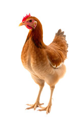 Fototapeta premium A close-up of a brown chicken with a reddish-brown comb and wattles, standing against a white background. The chicken has a plump body and detailed feathers, showcasing its natural beauty.