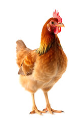Fototapeta premium A close-up of a brown chicken with a reddish-brown comb and wattles, standing against a white background. The chicken has a plump body and detailed feathers, showcasing its natural beauty.