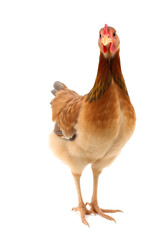 Fototapeta premium A close-up of a brown chicken with a reddish-brown comb and wattles, standing against a white background. The chicken has a plump body and detailed feathers, showcasing its natural beauty.