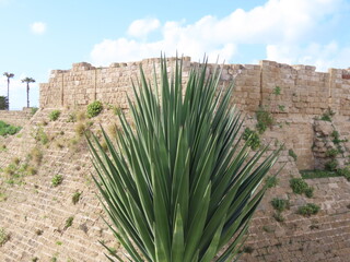 Mediterranean green plant against the backdrop of the ancient walls of Caesarea in Israel. An interesting journey through ancient and historical sights.
