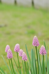 Delicate Pink Flowers Against a Green Background
