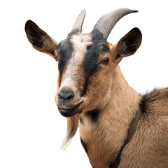 portrait of a goat