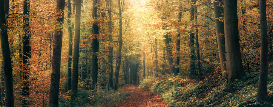 Harmonic autumn scenery in a colorful beech forest, with a footpath and a beam of soft light in tranquil misty atmosphere