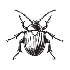 Black and White Beetle Drawing Vector Images isolated on white background