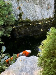Koi Fish in Pond