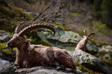 Kozica alpejska © marcinbawiec