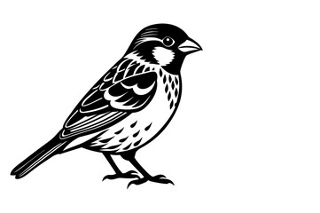 Black and white Sparrow drawing 